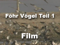 Föhr Vögel 1