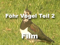 Föhr Vögel 2